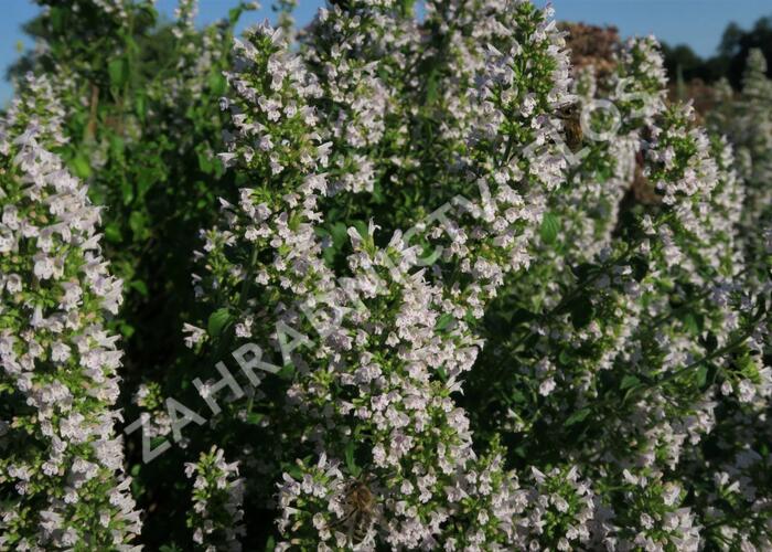 Marulka lékařská 'Triumphator' - Calamintha nepeta 'Triumphator'