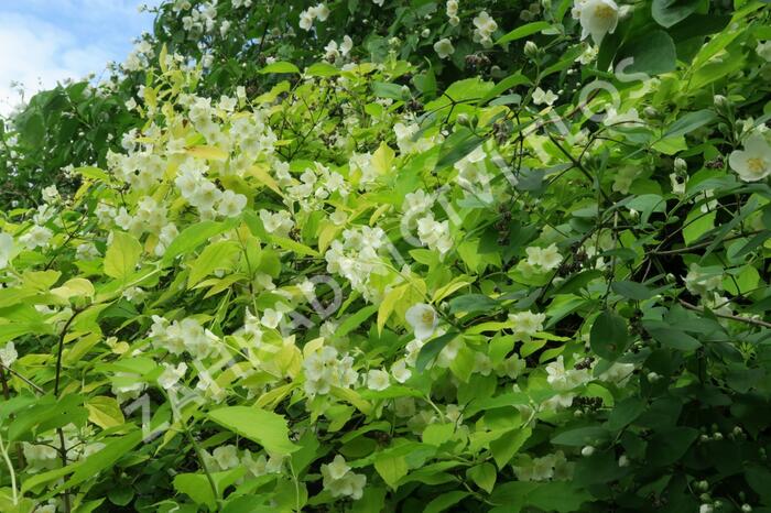 Pustoryl věncový 'Aureus' - Philadelphus coronarius 'Aureus'