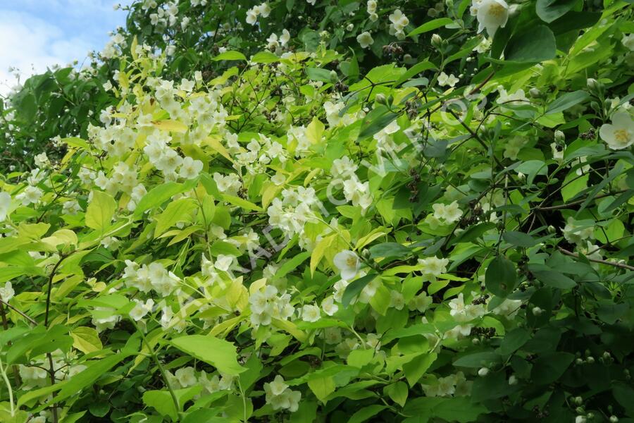 Pustoryl věncový 'Aureus' - Philadelphus coronarius 'Aureus'