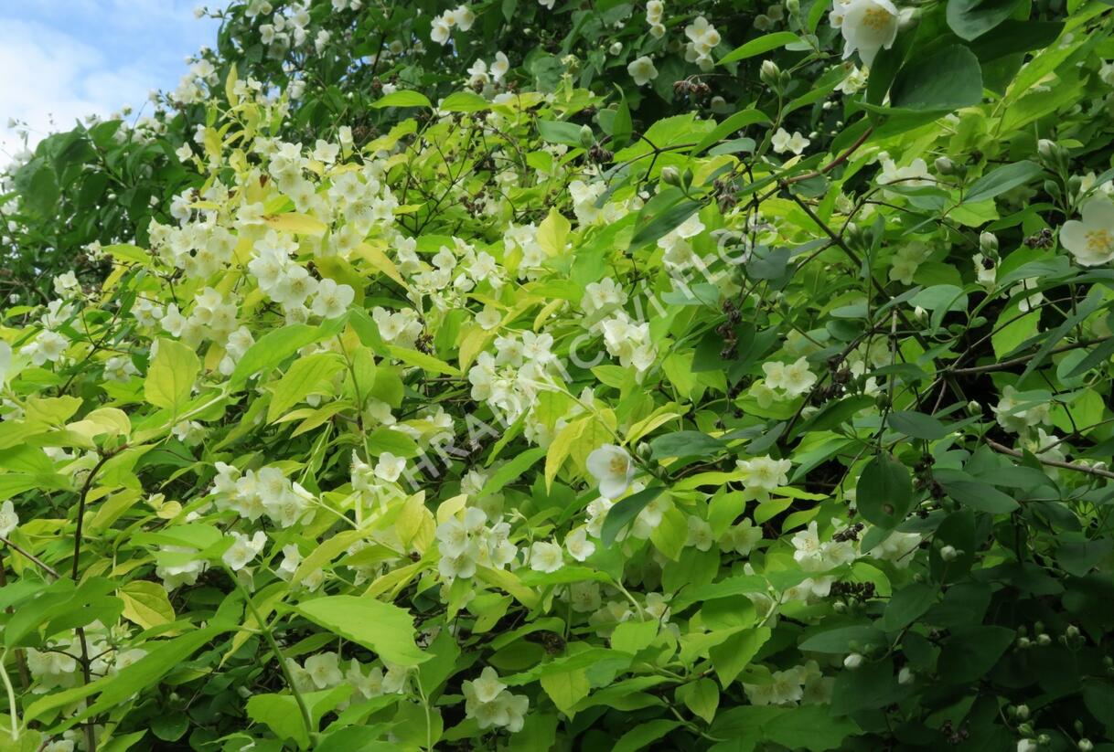 Pustoryl věncový 'Aureus' - Philadelphus coronarius 'Aureus'