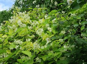Pustoryl věncový 'Aureus' - Philadelphus coronarius 'Aureus'