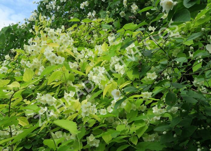 Pustoryl věncový 'Aureus' - Philadelphus coronarius 'Aureus'