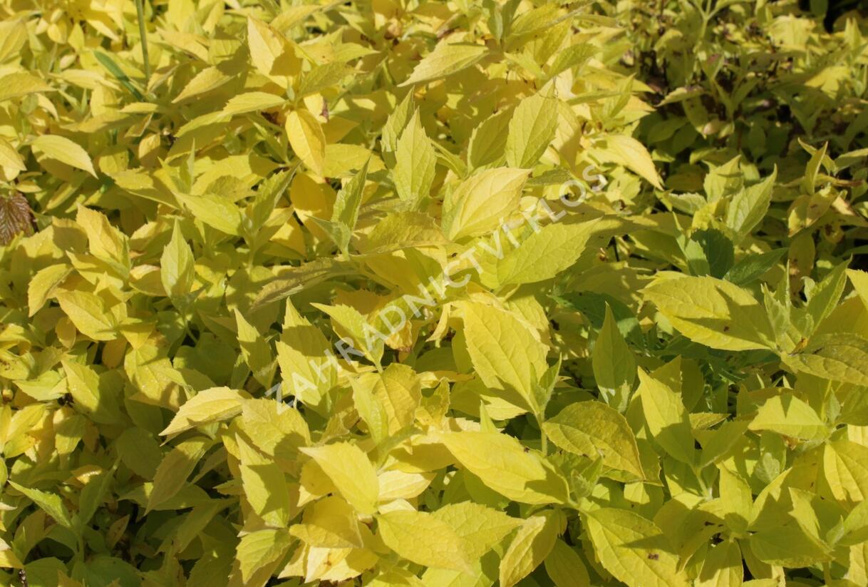 Pustoryl věncový 'Aureus' - Philadelphus coronarius 'Aureus'
