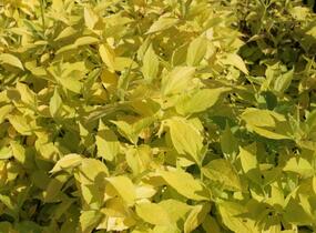 Pustoryl věncový 'Aureus' - Philadelphus coronarius 'Aureus'