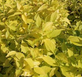 Pustoryl věncový 'Aureus' - Philadelphus coronarius 'Aureus'
