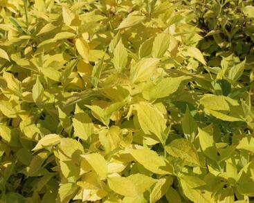 Pustoryl věncový 'Aureus'