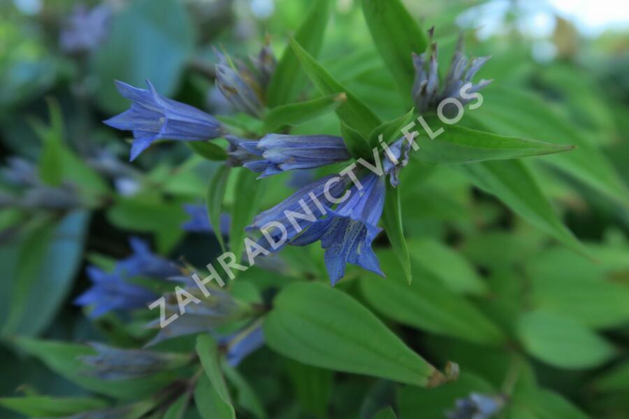 Hořec tolitovitý - Gentiana asclepiadea