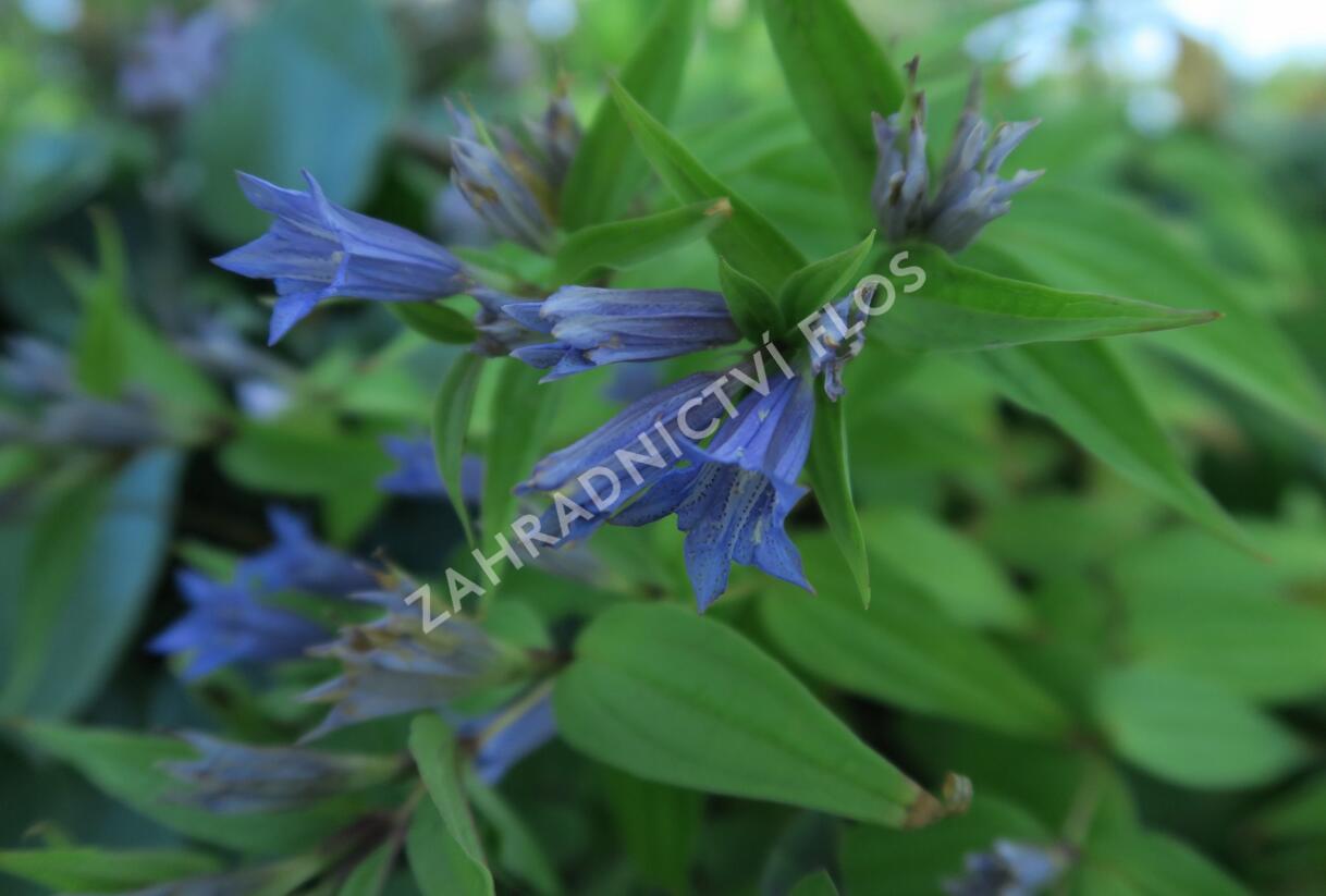 Hořec tolitovitý - Gentiana asclepiadea
