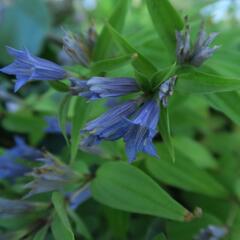 Hořec tolitovitý - Gentiana asclepiadea