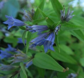 Hořec tolitovitý - Gentiana asclepiadea