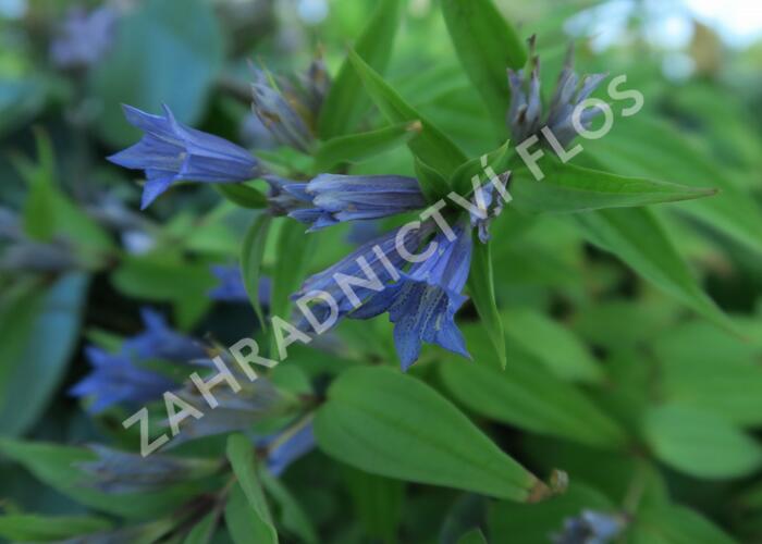 Hořec tolitovitý - Gentiana asclepiadea