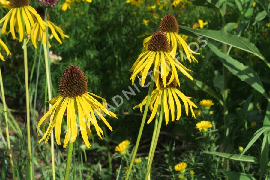 Třapatkovka nápadná - Echinacea paradoxa var. paradoxa