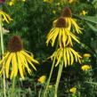 Třapatkovka nápadná - Echinacea paradoxa var. paradoxa