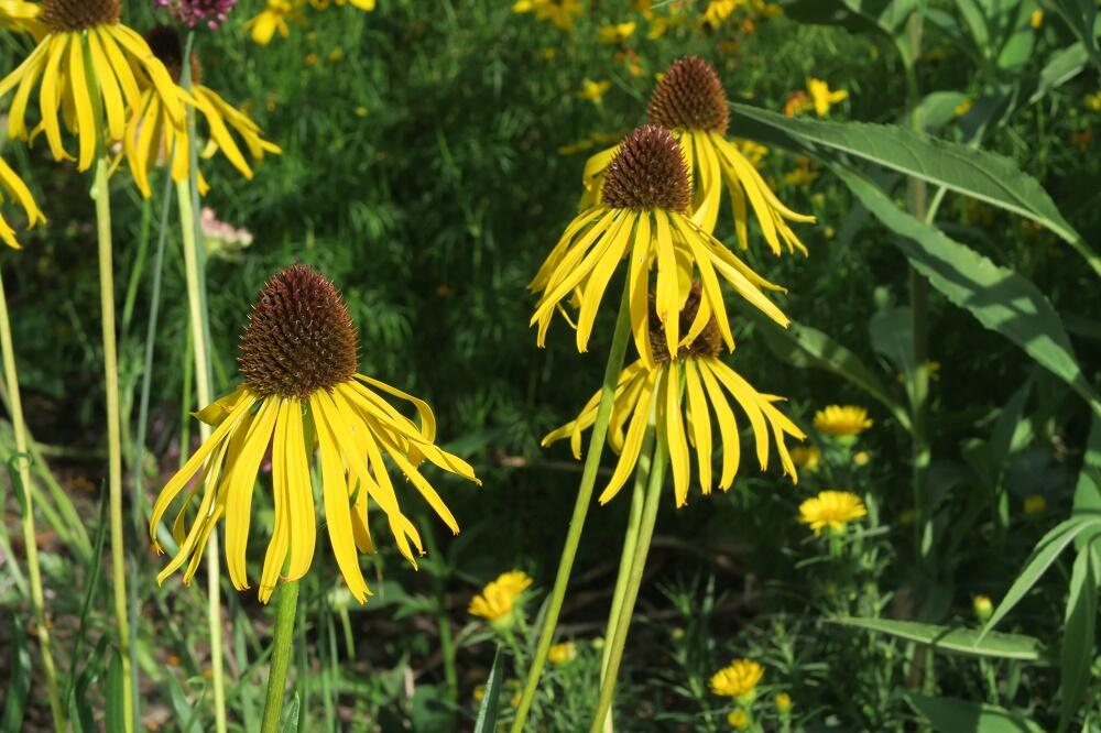 Třapatkovka nápadná - Echinacea paradoxa var. paradoxa