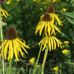 Třapatkovka nápadná - Echinacea paradoxa var. paradoxa