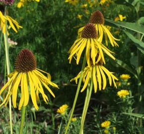 Třapatkovka nápadná - Echinacea paradoxa var. paradoxa