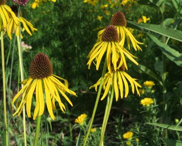 Třapatkovka nápadná