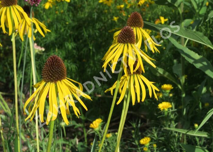Třapatka nápadná - Echinacea paradoxa var. paradoxa