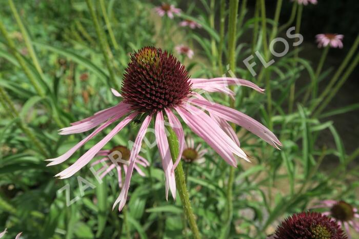 Třapatkovka úzkolistá - Echinacea angustifolia