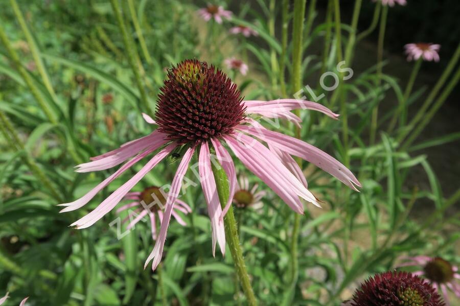 Třapatkovka úzkolistá - Echinacea angustifolia