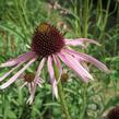 Třapatkovka úzkolistá - Echinacea angustifolia