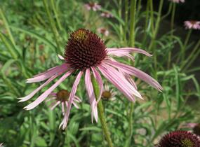 Třapatkovka úzkolistá - Echinacea angustifolia