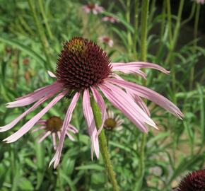 Třapatkovka úzkolistá - Echinacea angustifolia