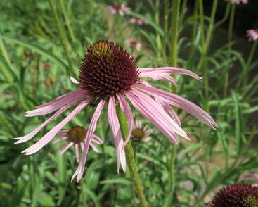 Třapatkovka úzkolistá