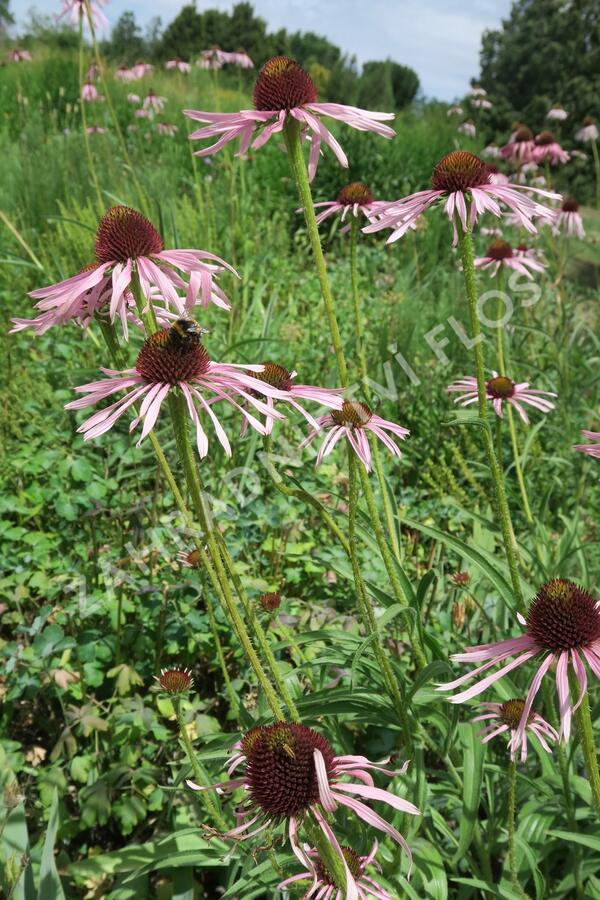 Třapatkovka úzkolistá - Echinacea angustifolia
