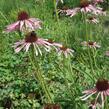 Třapatkovka úzkolistá - Echinacea angustifolia