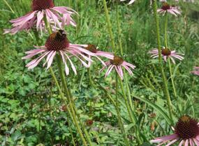 Třapatkovka úzkolistá - Echinacea angustifolia