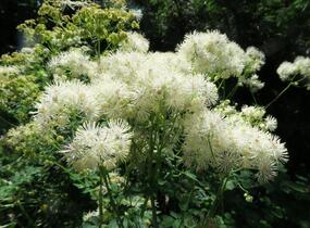 Žluťucha orlíčkolistá 'Album' - Thalictrum aquilegifolium 'Album'