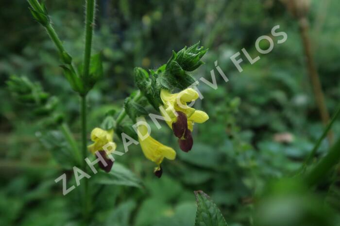 Šalvěj bulleyana - Salvia bulleyana