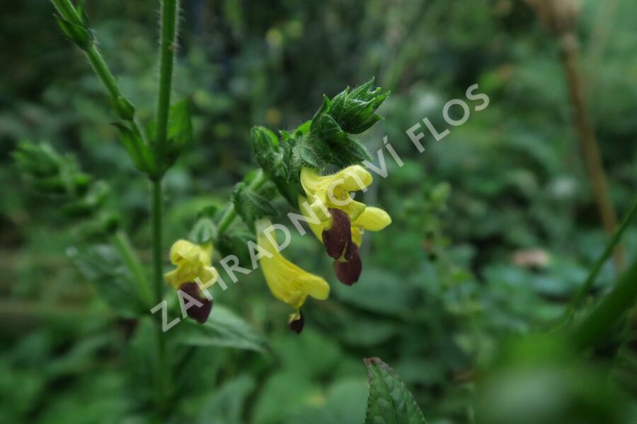 Šalvěj bulleyana - Salvia bulleyana