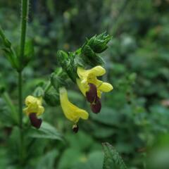 Šalvěj bulleyana - Salvia bulleyana