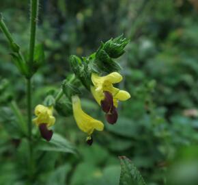 Šalvěj bulleyana - Salvia bulleyana