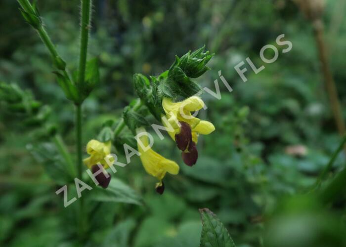 Šalvěj bulleyana - Salvia bulleyana