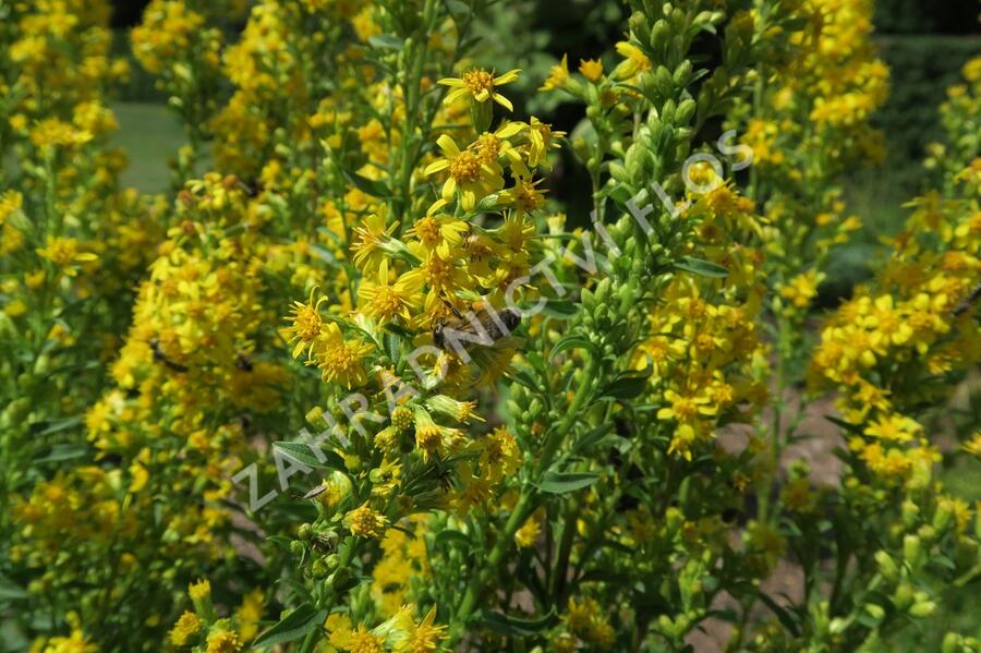 Zlatobýl obecný - Solidago virgaurea
