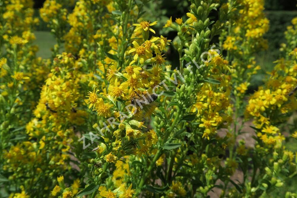 Zlatobýl obecný - Solidago virgaurea