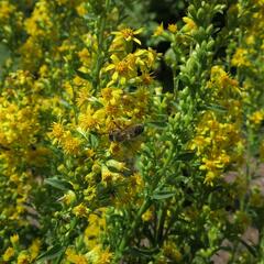 Zlatobýl obecný - Solidago virgaurea