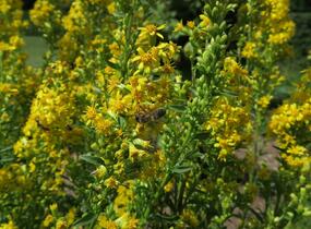 Zlatobýl obecný - Solidago virgaurea