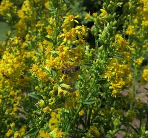 Zlatobýl obecný - Solidago virgaurea