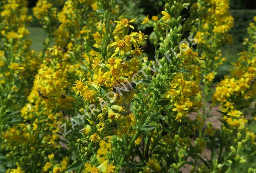 Zlatobýl obecný - Solidago virgaurea