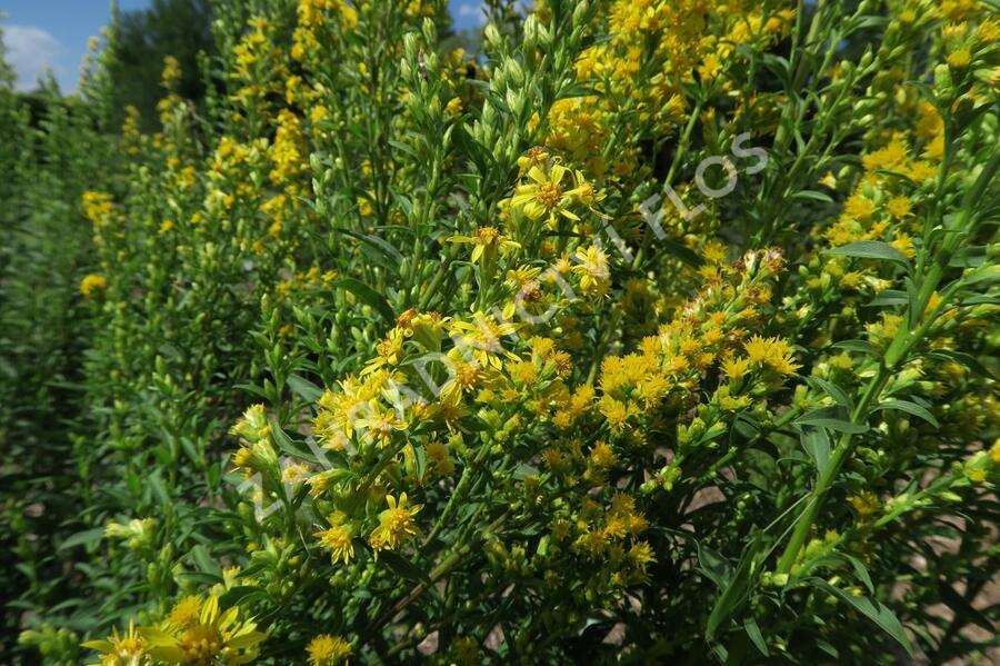 Zlatobýl obecný - Solidago virgaurea