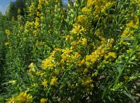 Zlatobýl obecný - Solidago virgaurea