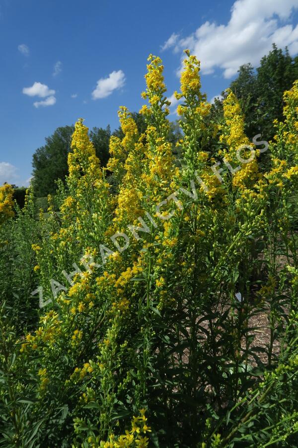 Zlatobýl obecný - Solidago virgaurea