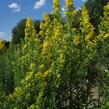 Zlatobýl obecný - Solidago virgaurea