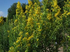 Zlatobýl obecný - Solidago virgaurea