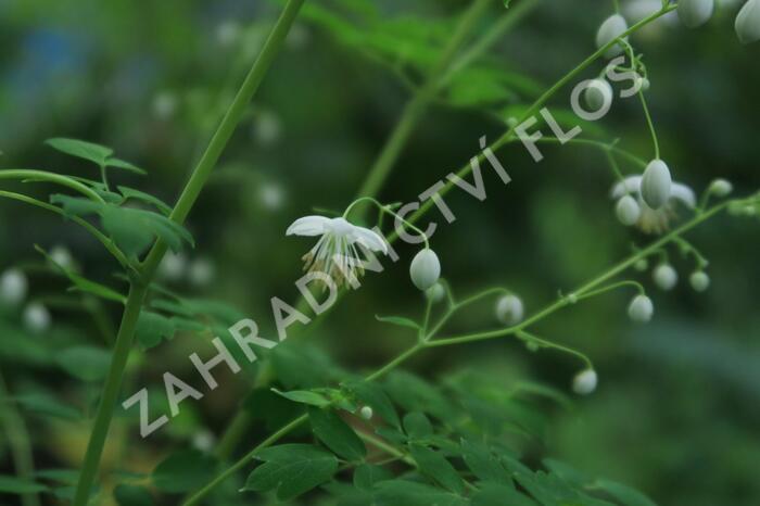 Žluťucha Delavayova 'Album' - Thalictrum delavayi 'Album'