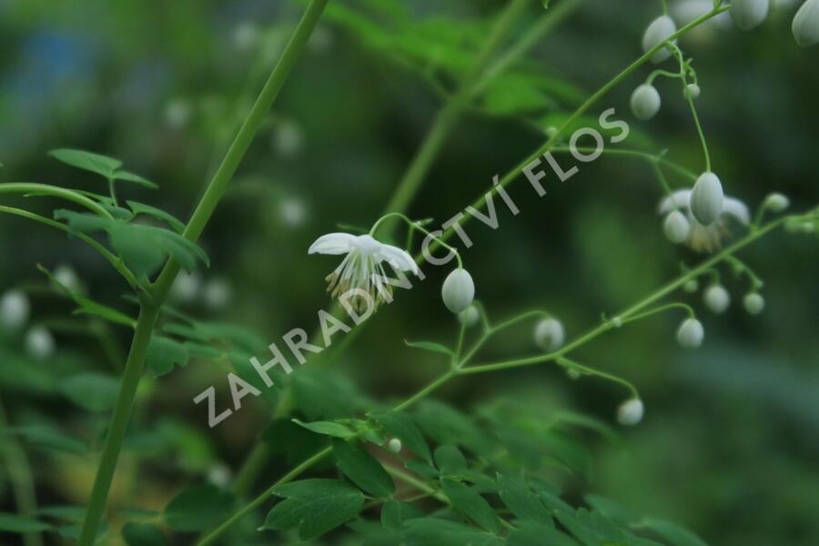 Žluťucha Delavayova 'Album' - Thalictrum delavayi 'Album'